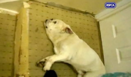 虐狗视频,揭开残忍背后的黑暗面